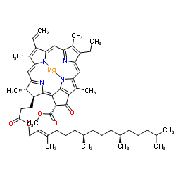 CHLOROPHYLL A