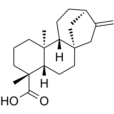 贝壳杉烯酸